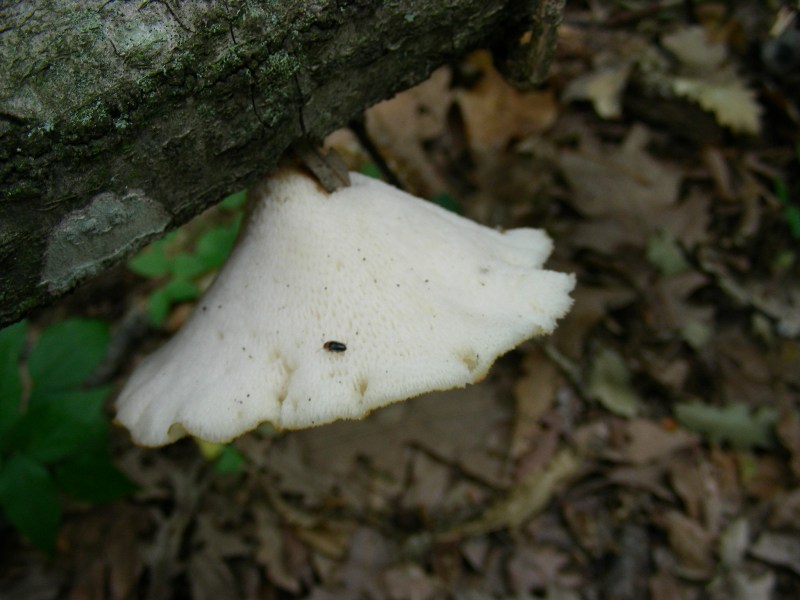 3) Fotografati il 12.06.2012. sotto Quercia (bosco asciutto)